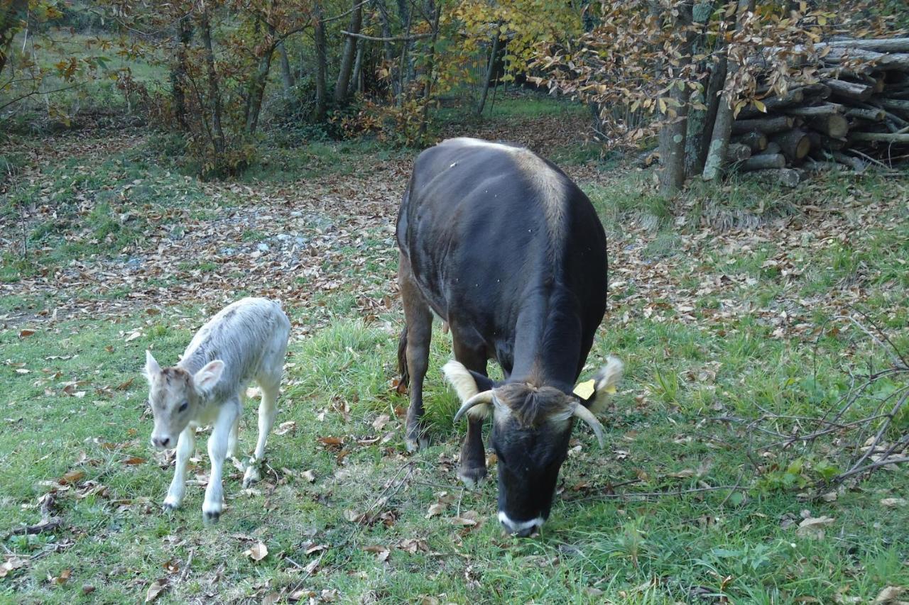 Carro Agriturismo Di Charme E Ristorante Stallato Il Filo Di Paglia מראה חיצוני תמונה